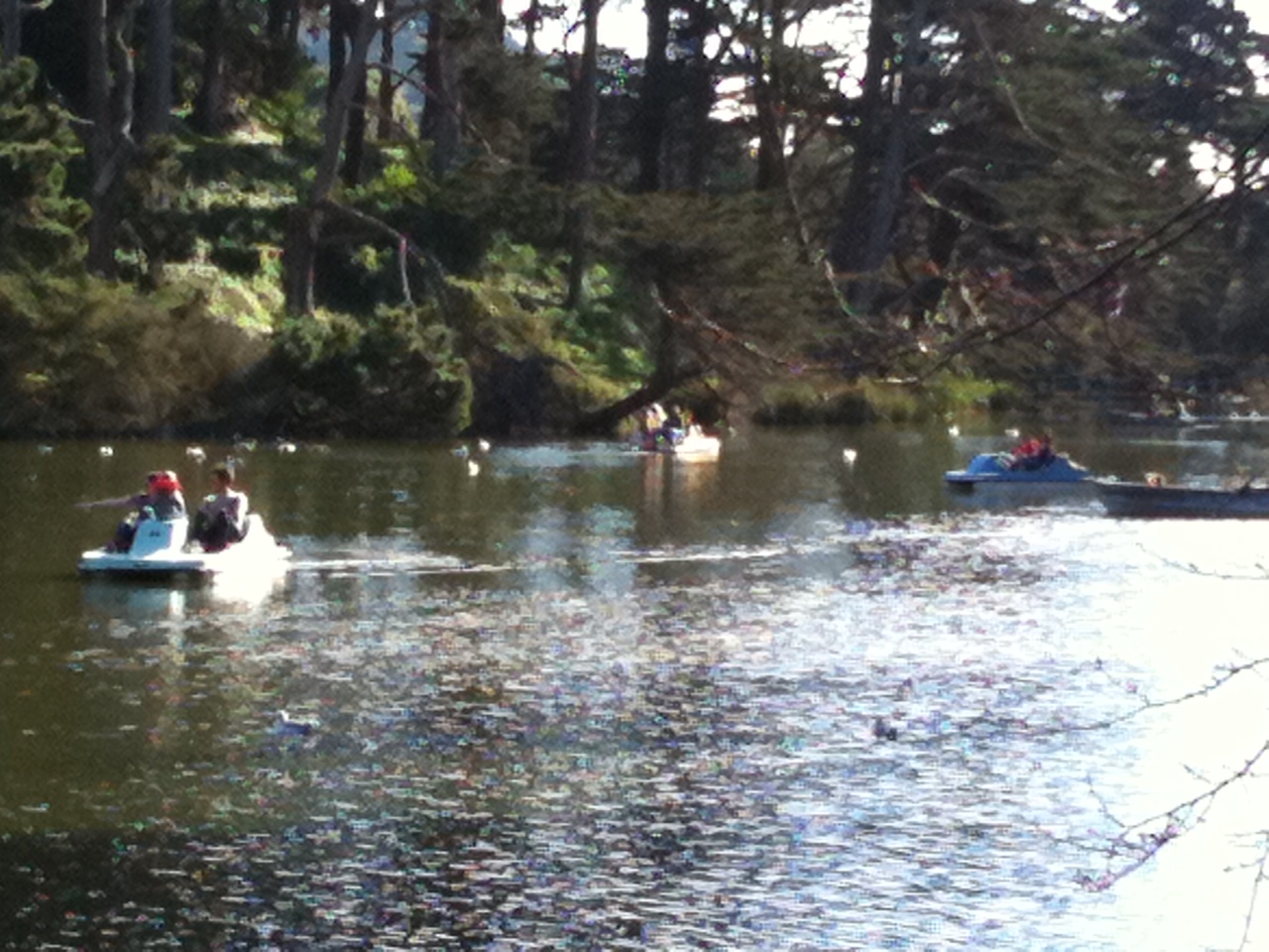 several people are rowing boats in a lake