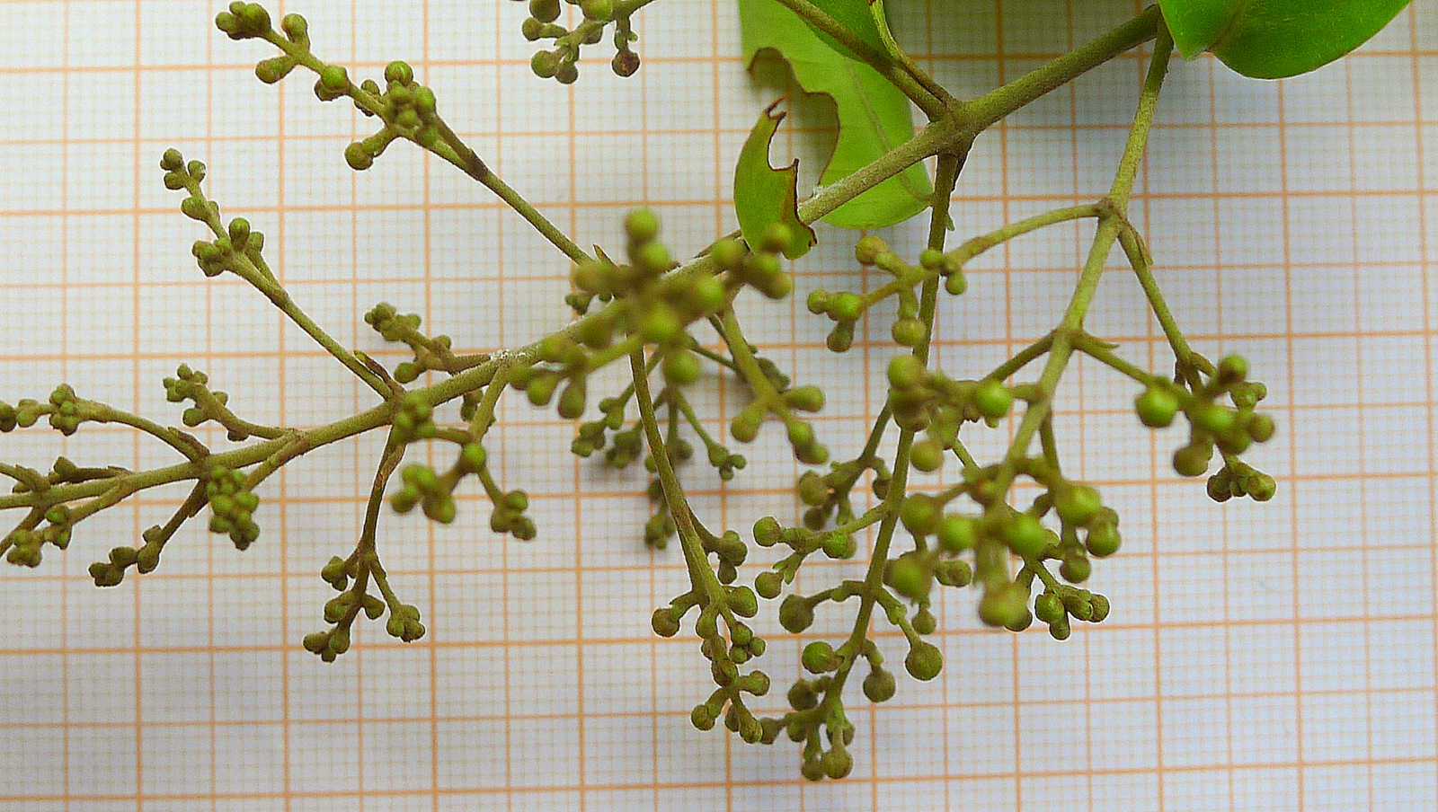 an arrangement of green plant life on a surface