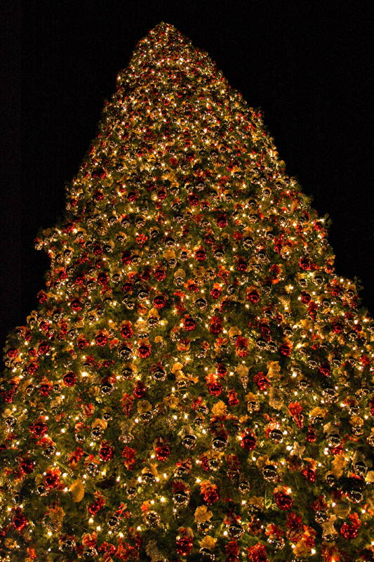 a large christmas tree in the middle of the night