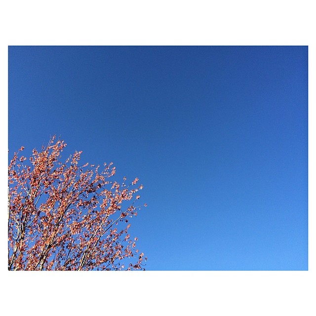 a tree with a blue sky and no clouds in the background