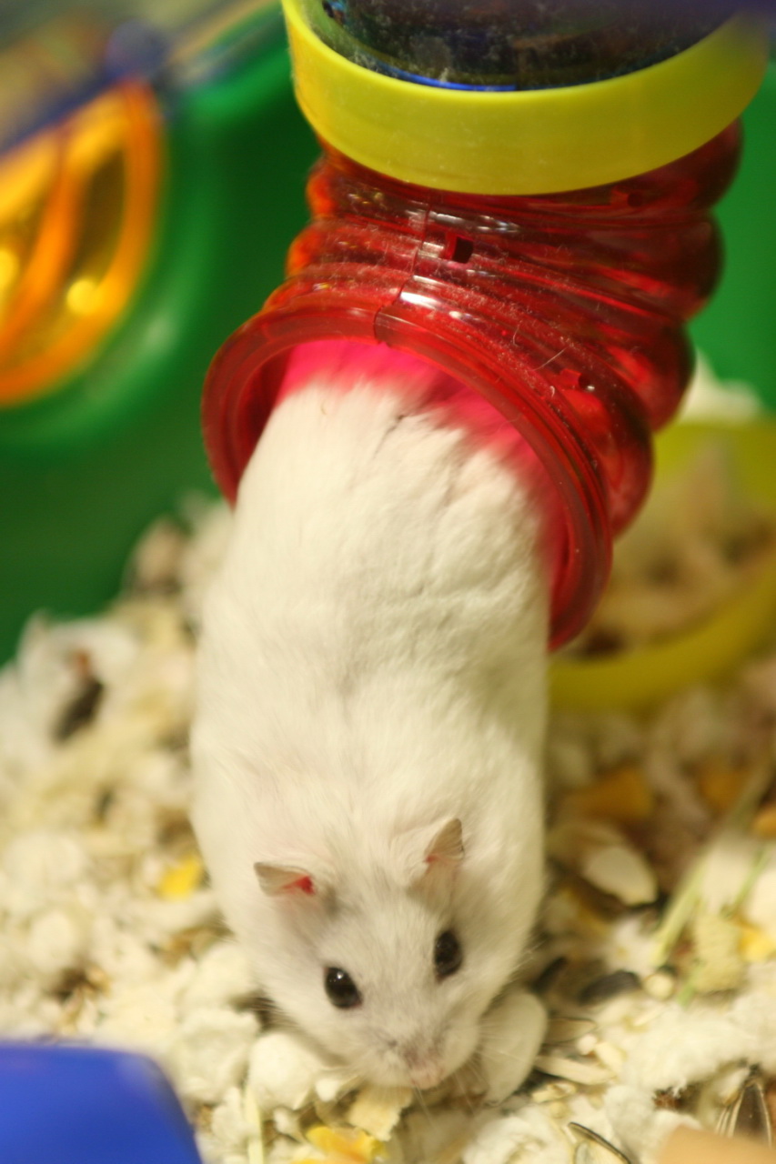 a little white hamster climbing up and down a bunch of toy houses