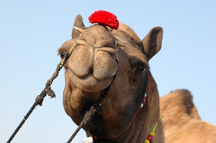 the camel is looking forward with a bright red hat on its head