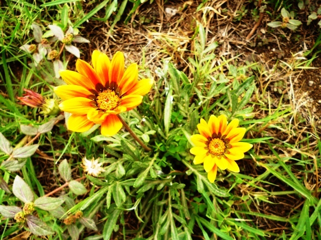 some very cute flowers that are by the grass