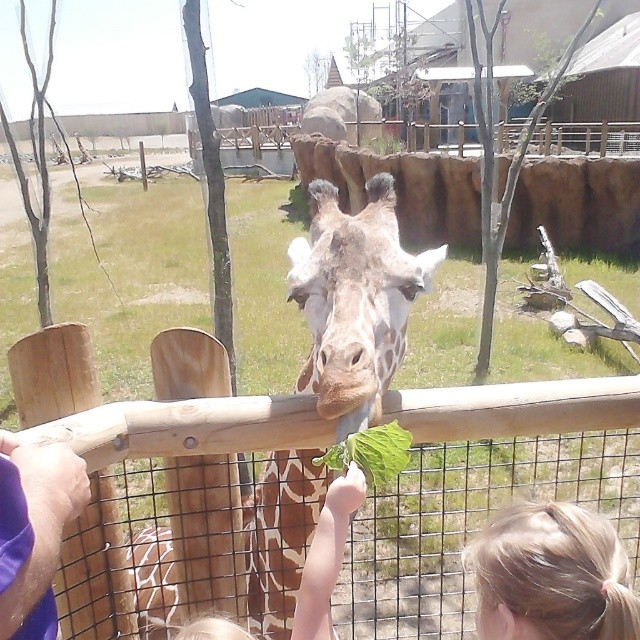 there is a woman holding leaves by the giraffe