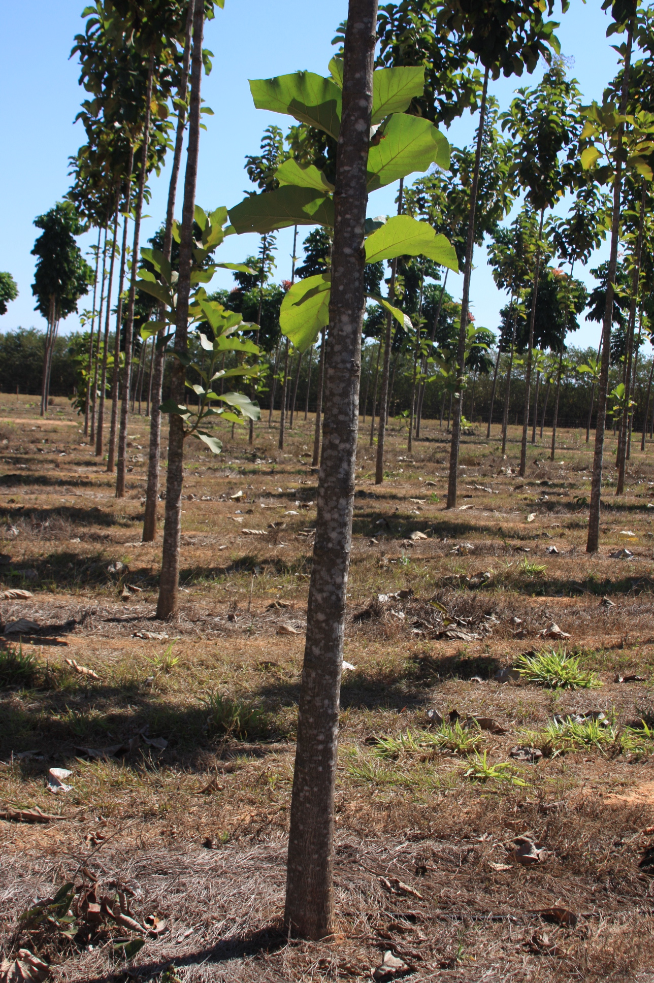 a group of trees standing on top of a lush green field