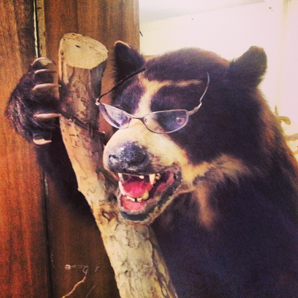 a bear in glasses wearing a head band and holding a wood stick