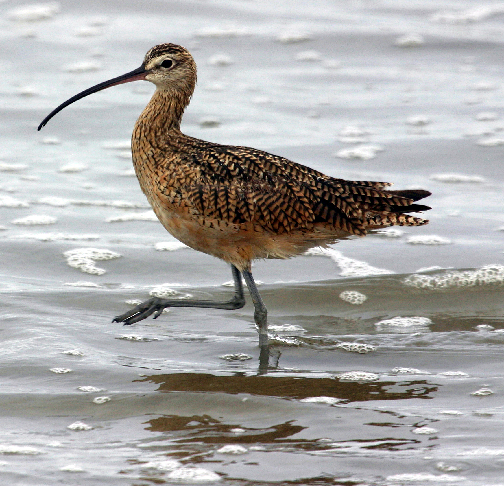 a long - billed bird standing on the beach by the water