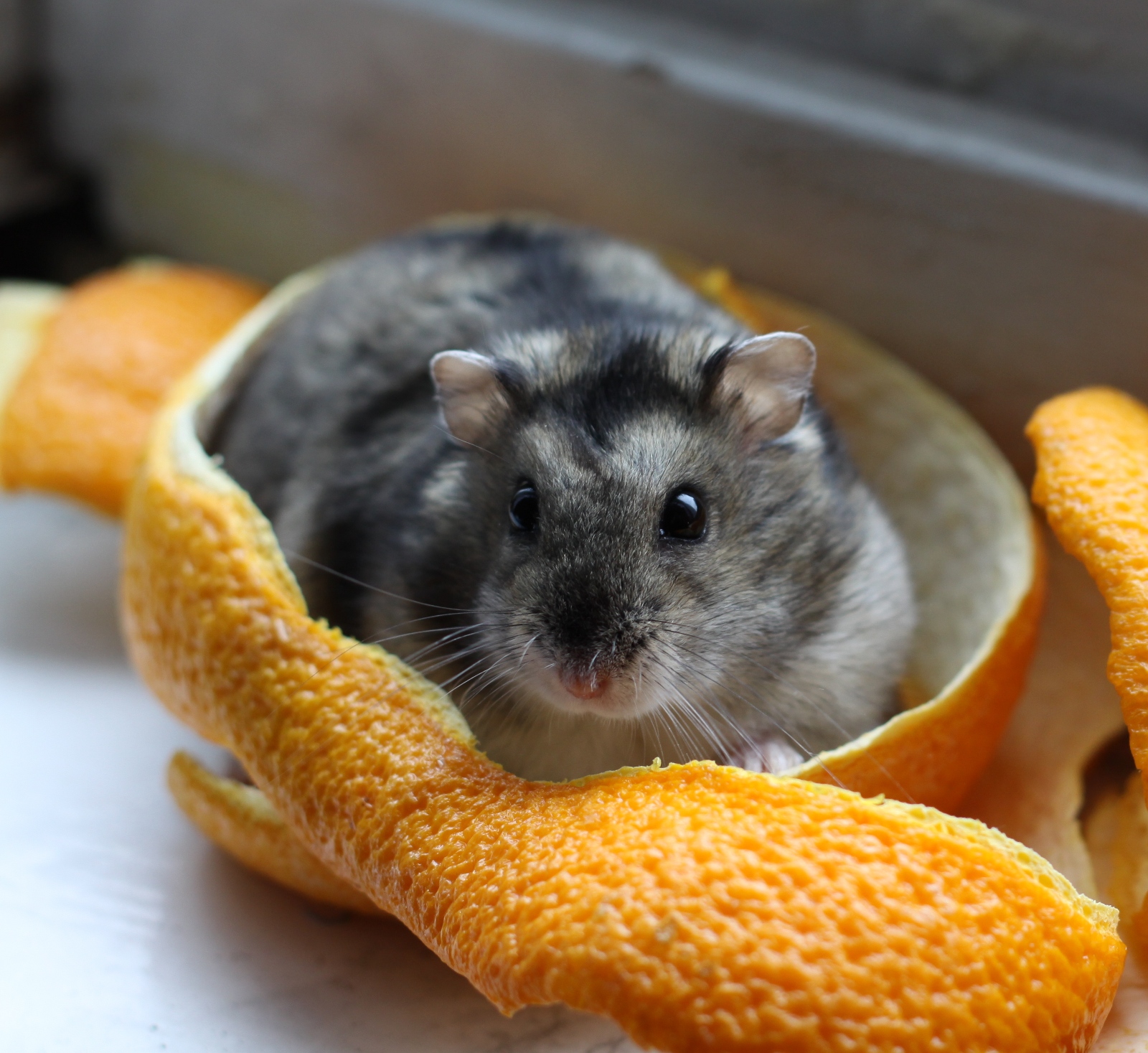 the small animal is sitting inside of an orange