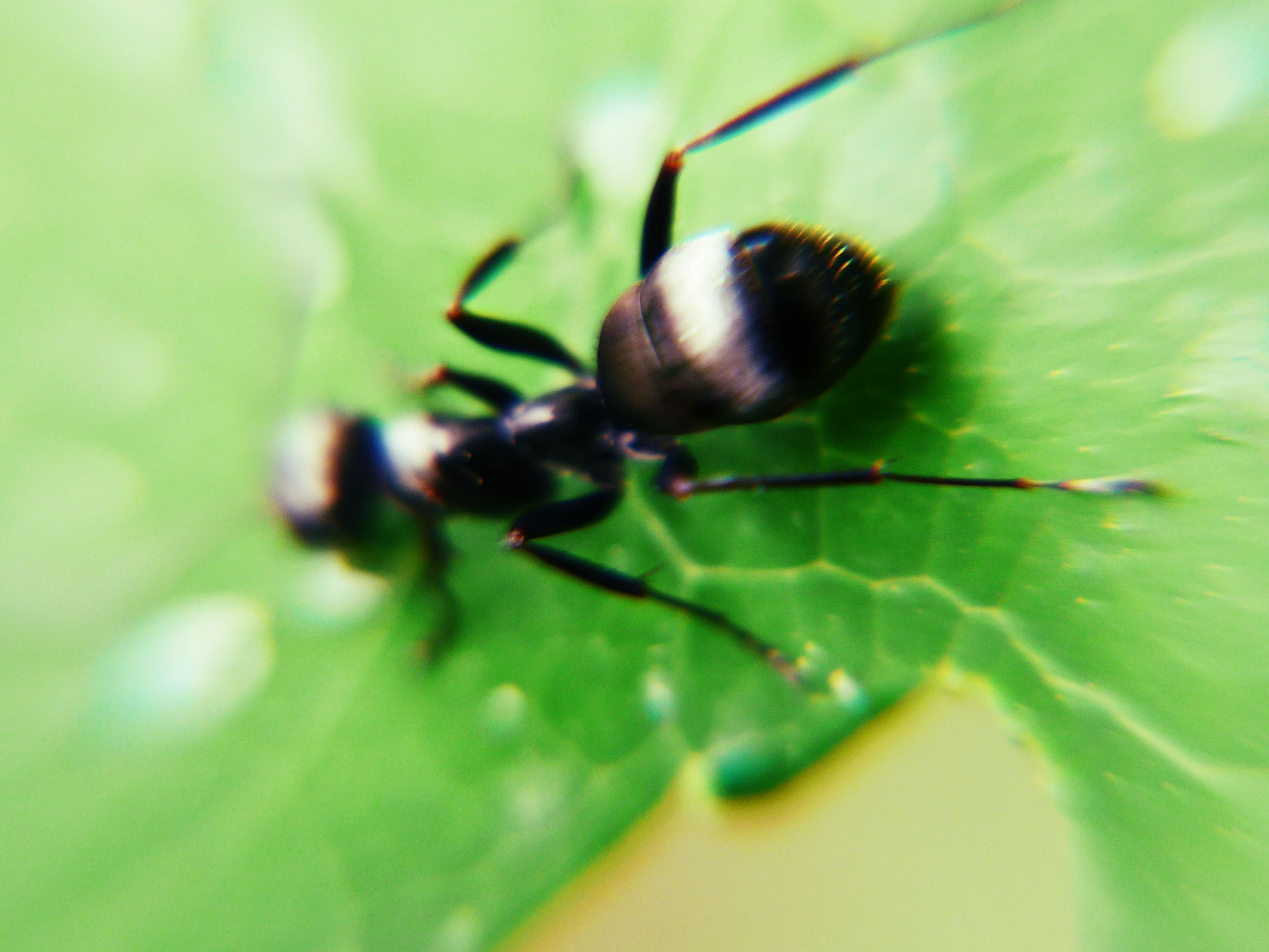 a close up of a ant on a leaf