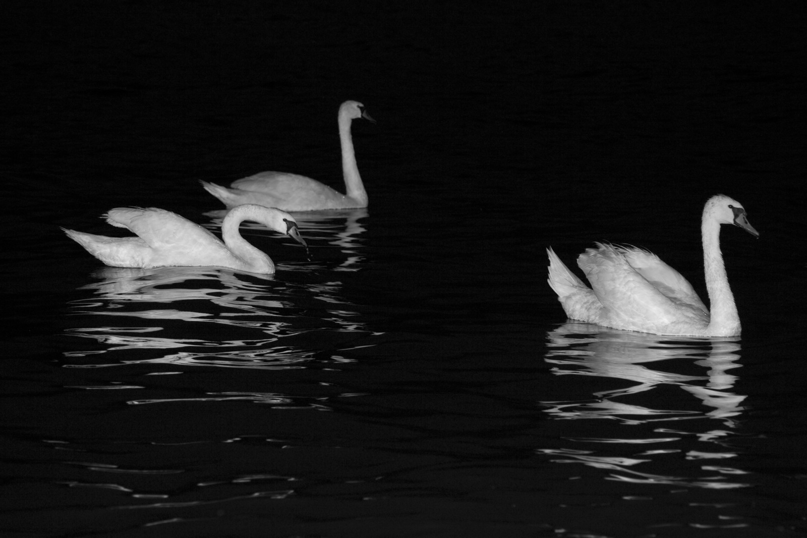three white swans swim on the water with each other