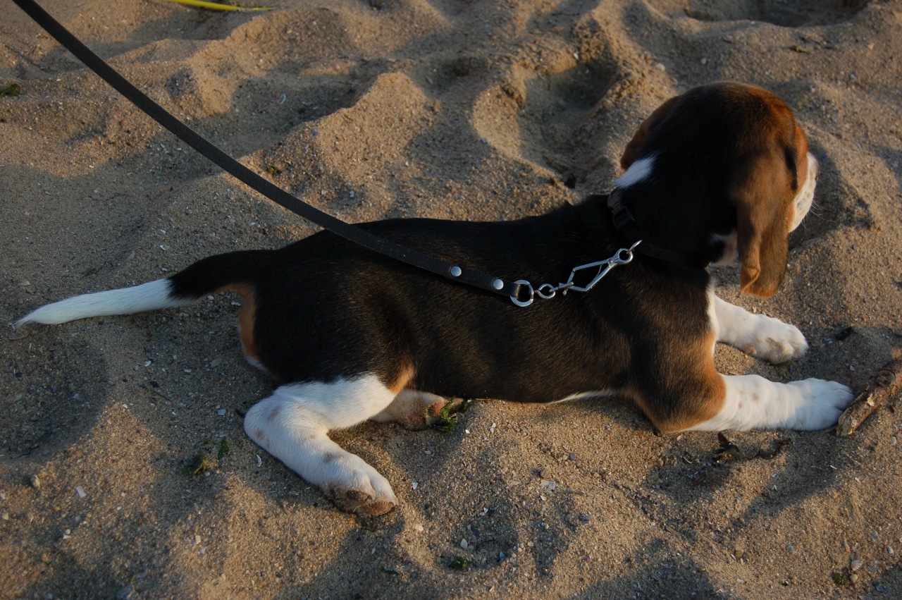 a dog is on the beach and wearing a harness