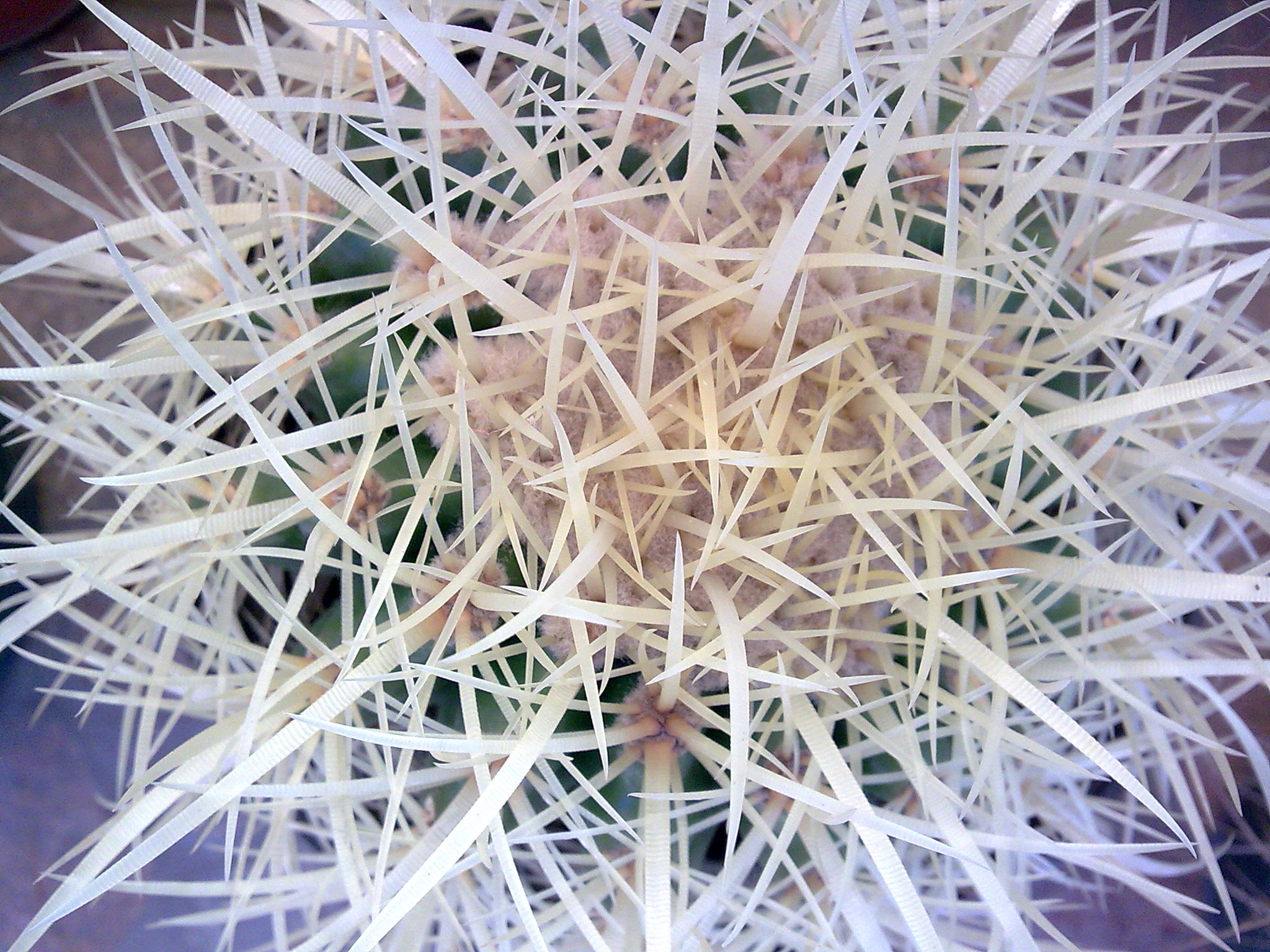 a flower with thin, white strands in it