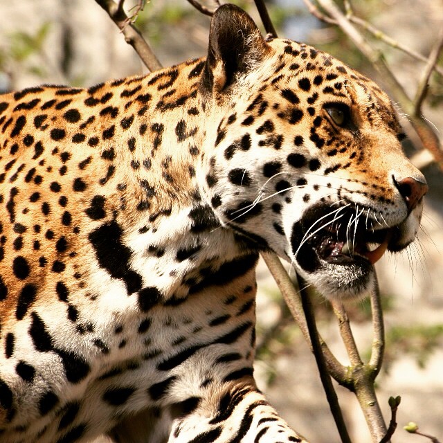 an image of a leopard eating a nch