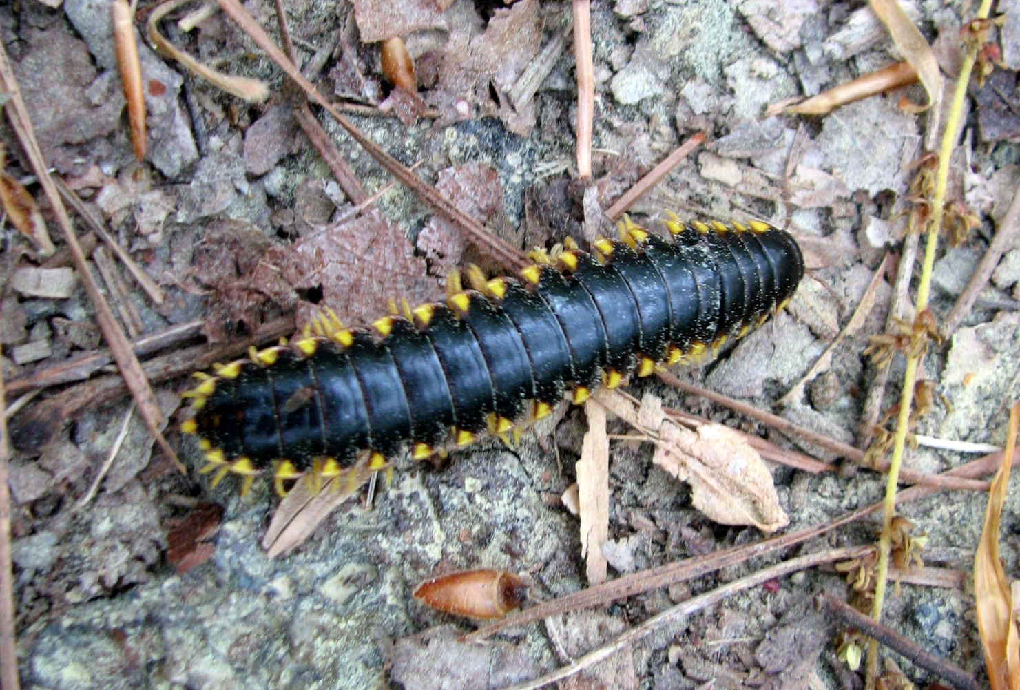a caterpillar sitting on the ground next to leaves