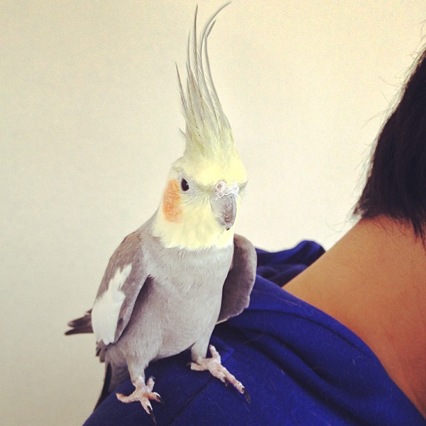 a parrot that is sitting on top of someone's back