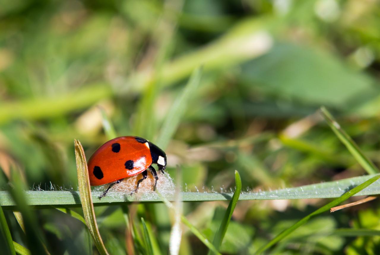 a ladybug is sitting on top of a plant blade