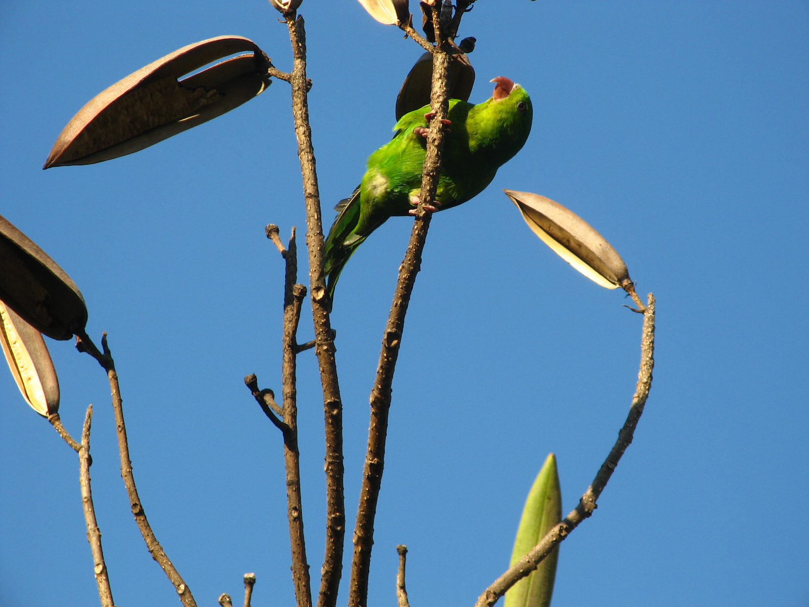 a green bird is sitting on top of the tree nch