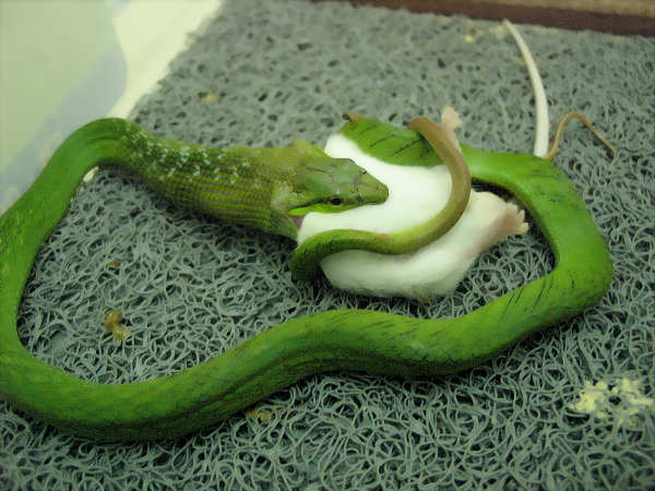 a green and white snake is on the ground