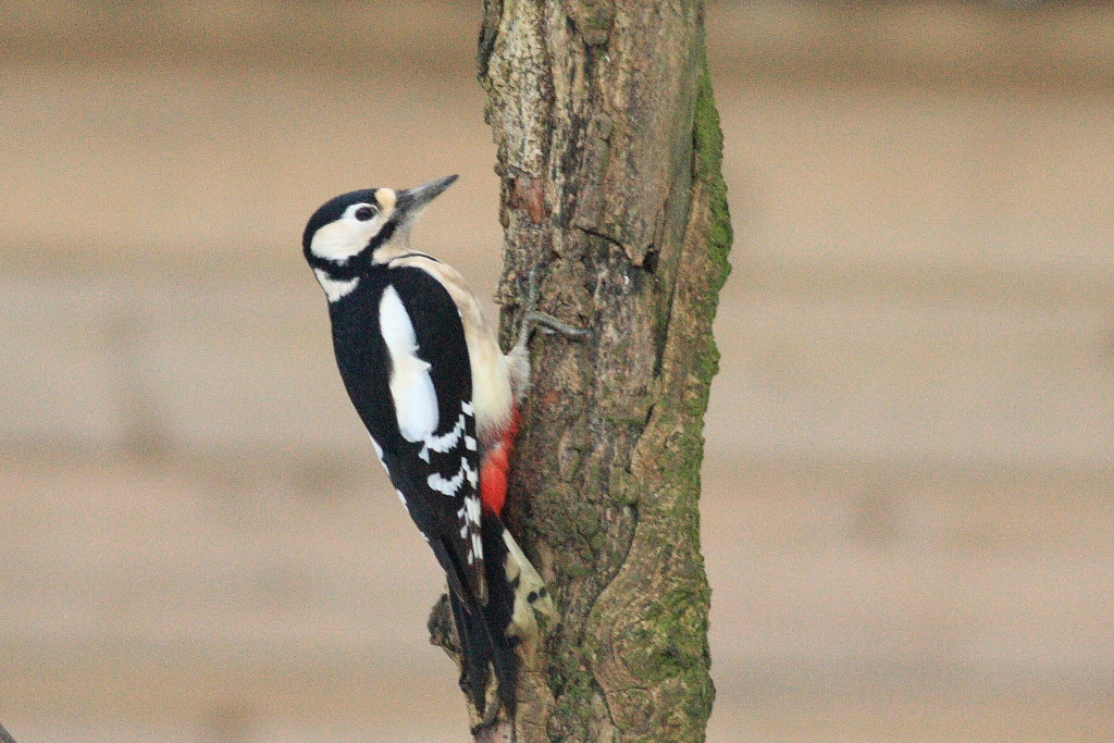 a woodpecker hanging on the side of a tree