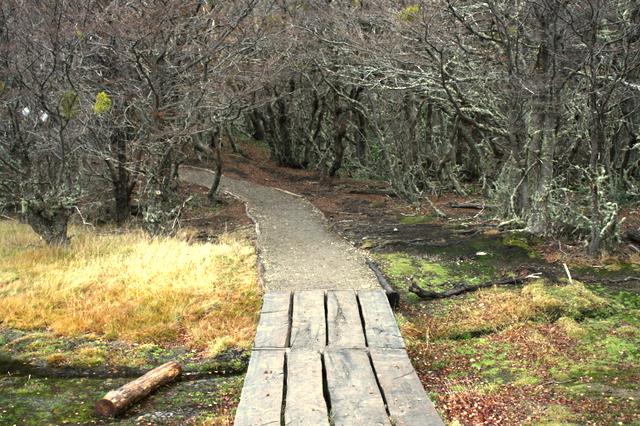a path made of wooden logs in a forest