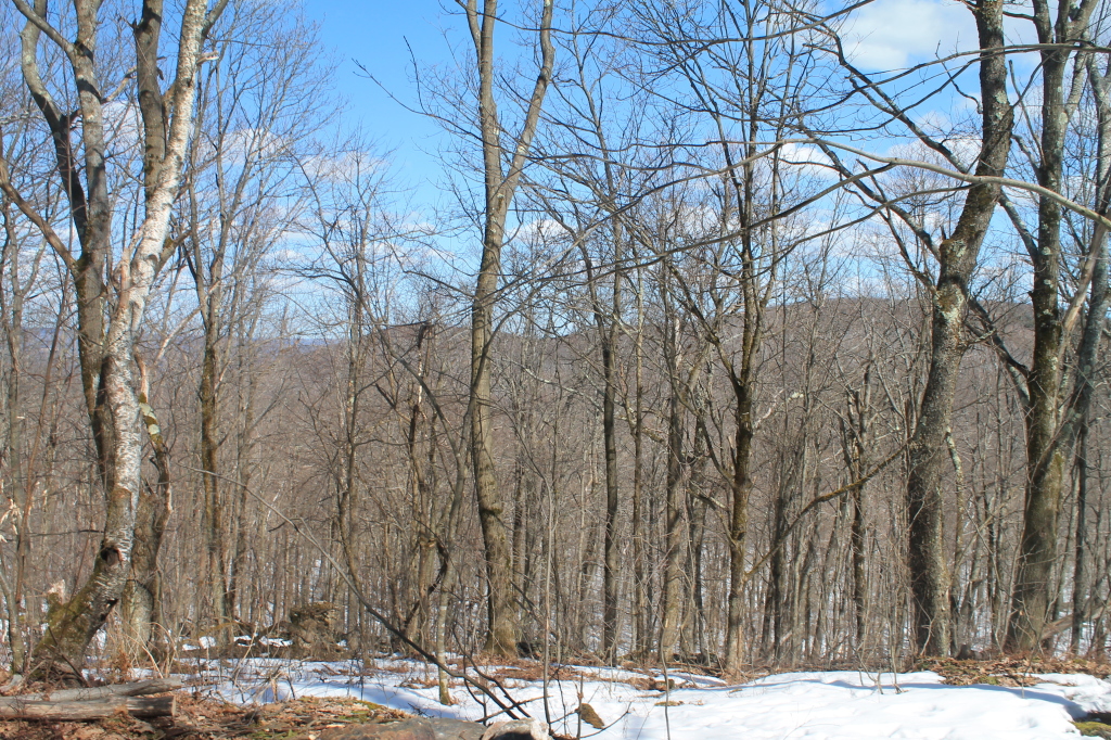 a snowy, wooded scene with trees and no leaves