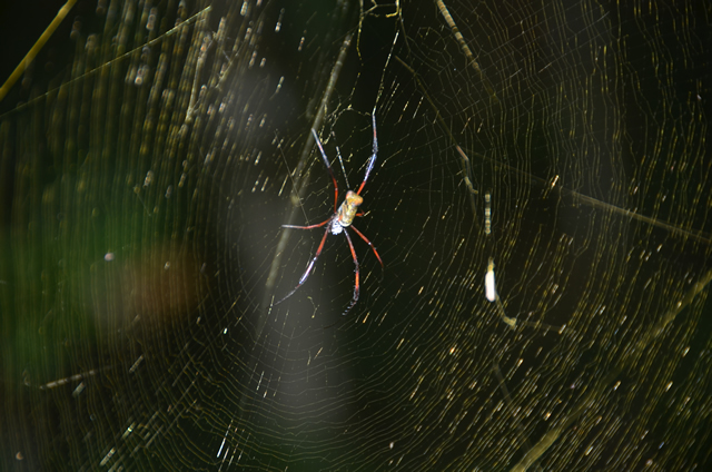 a spider sitting in its web on a tree nch