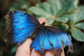 small blue erfly perched on a persons hand