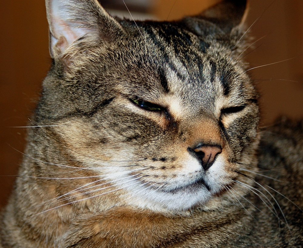 a cat laying on top of a bed in a room