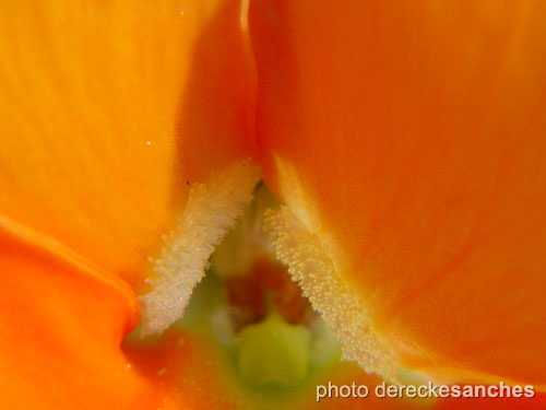 close up s of the middle section of an orange flower