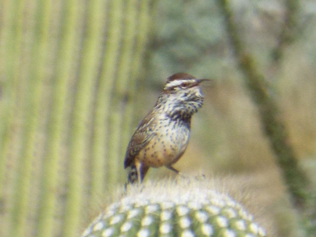 a small bird on top of a green cactus