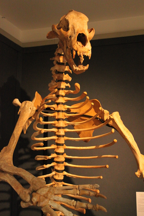 a skeleton of an animal with many bones is displayed