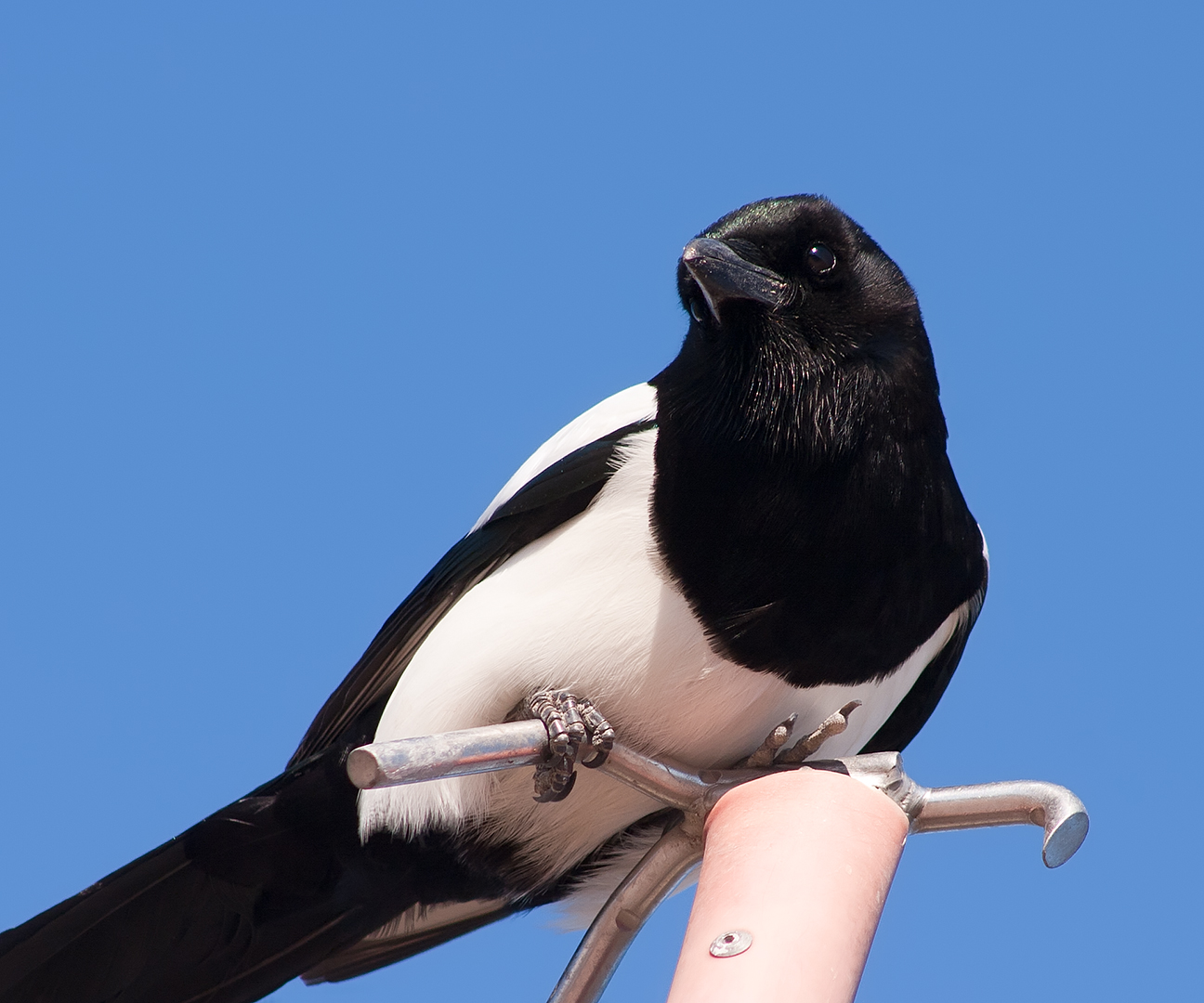 a bird perched on top of a person's hand