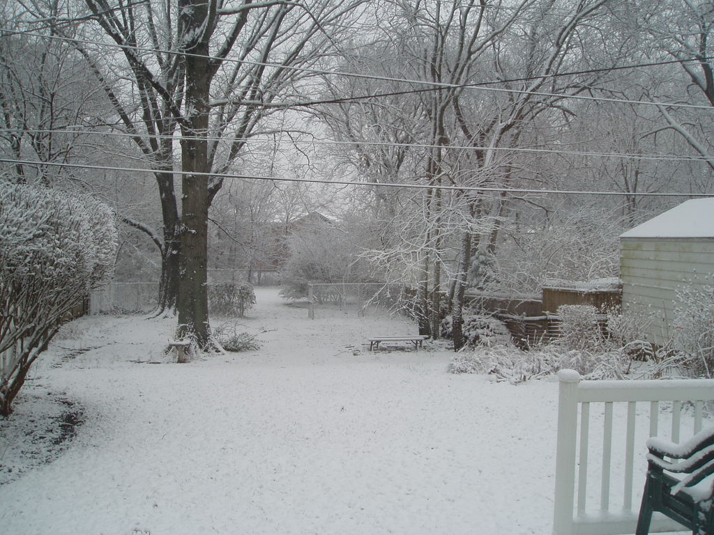 the view from the window shows an overgrown back yard and garden in winter