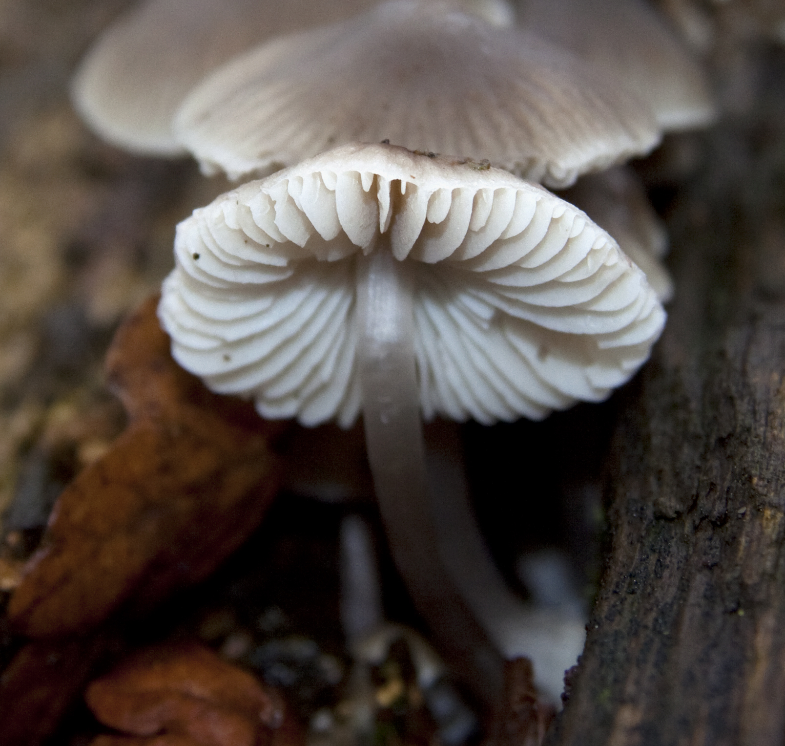 a mushroom sits in a pile on the ground