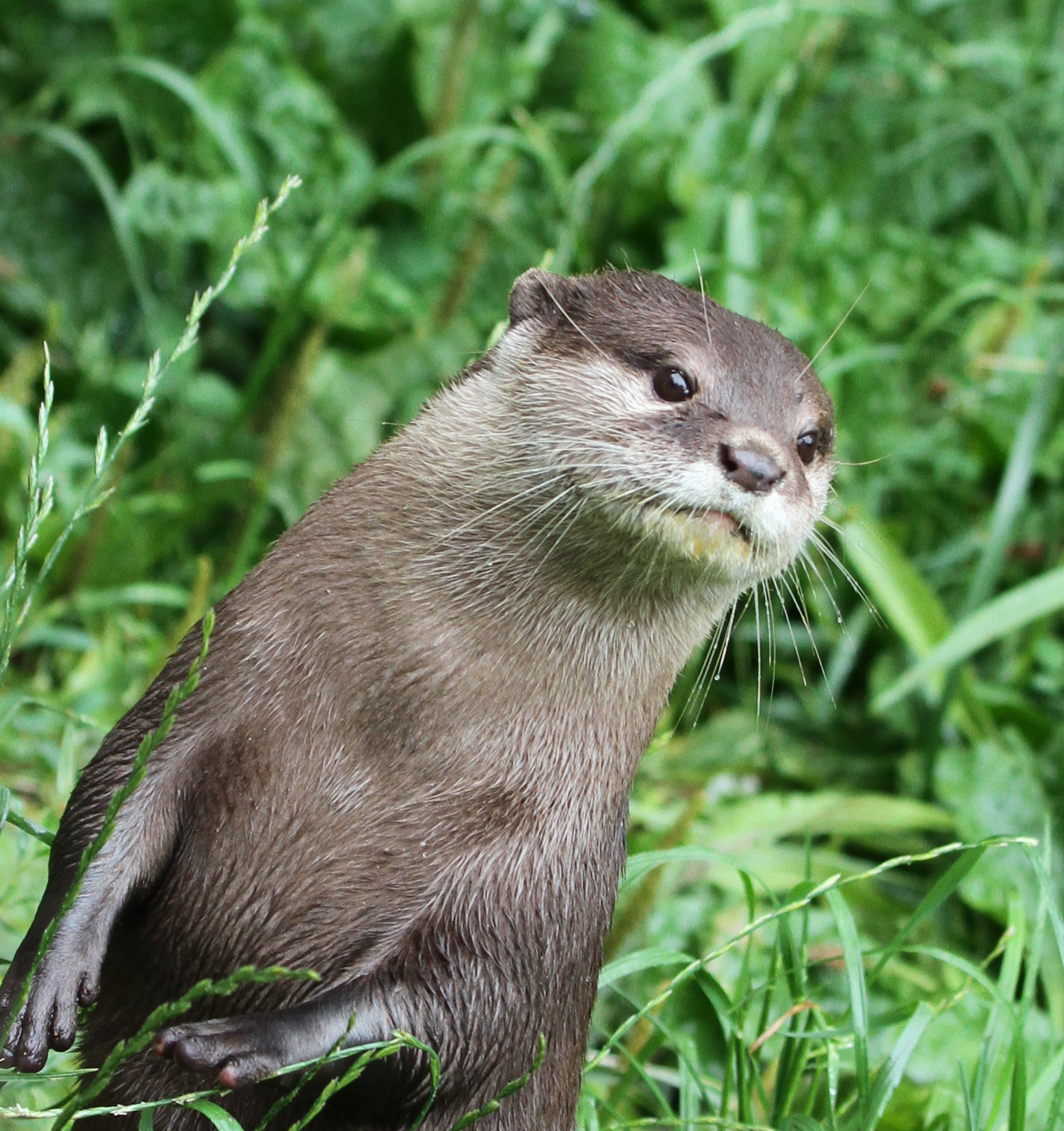 an otter looking off in to the distance