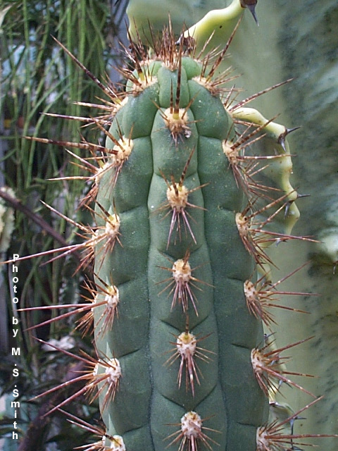 the green, long - stemmed, cactus has fruit that looks like it is on fire