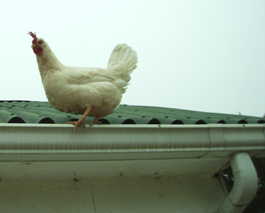 the white bird stands on top of the roof