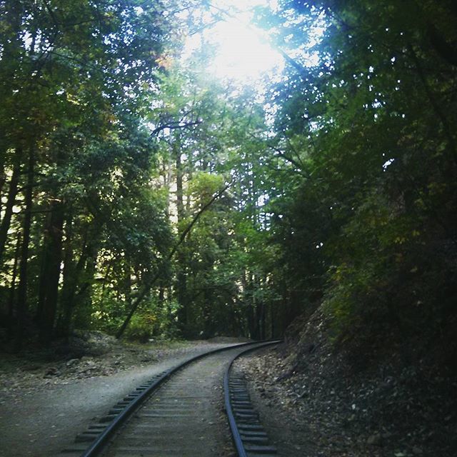 the train track passes through a forest of trees