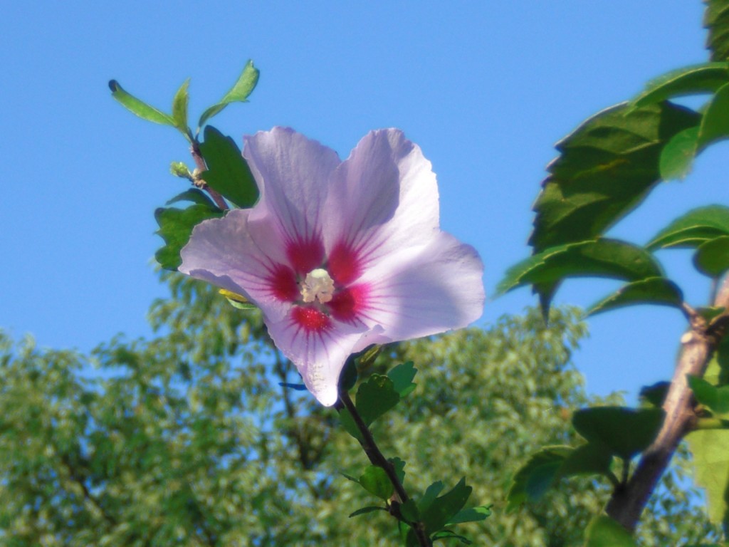 a white and pink flower near the leaves