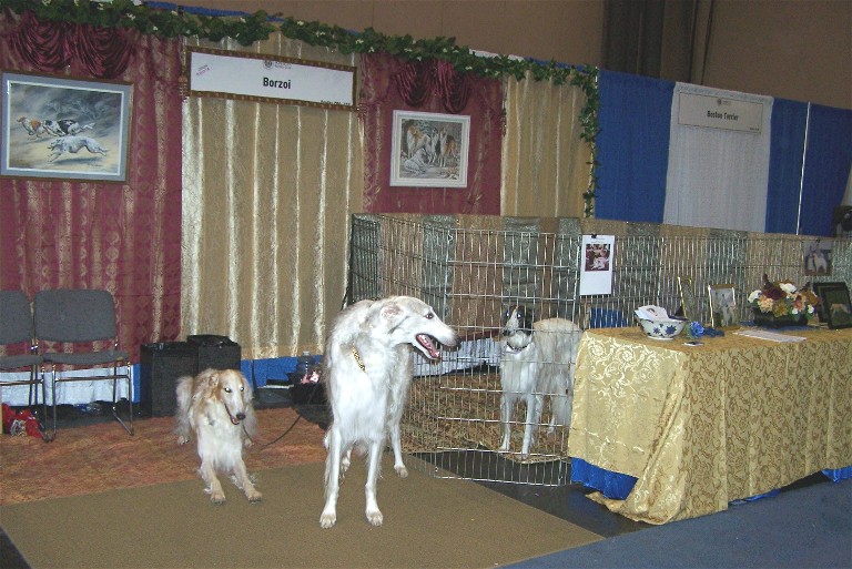 some very cute dogs in a big room