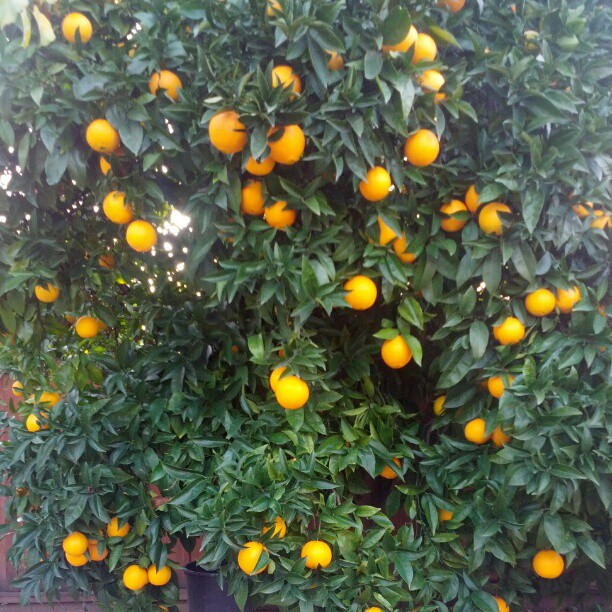 an image of orange trees on a street