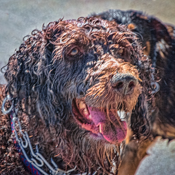 the wet dog looks like he has his face turned towards the right