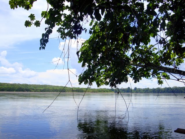 a body of water with trees in the foreground