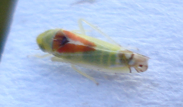 a close up of a colorful insect on a white surface