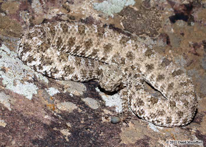 a snake that is sitting on some rock