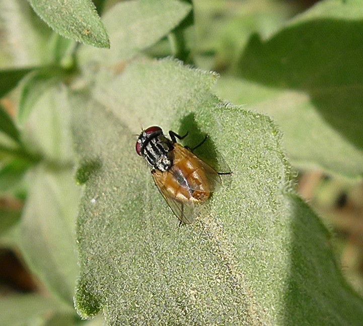 a brown bug is sitting on the green leaf