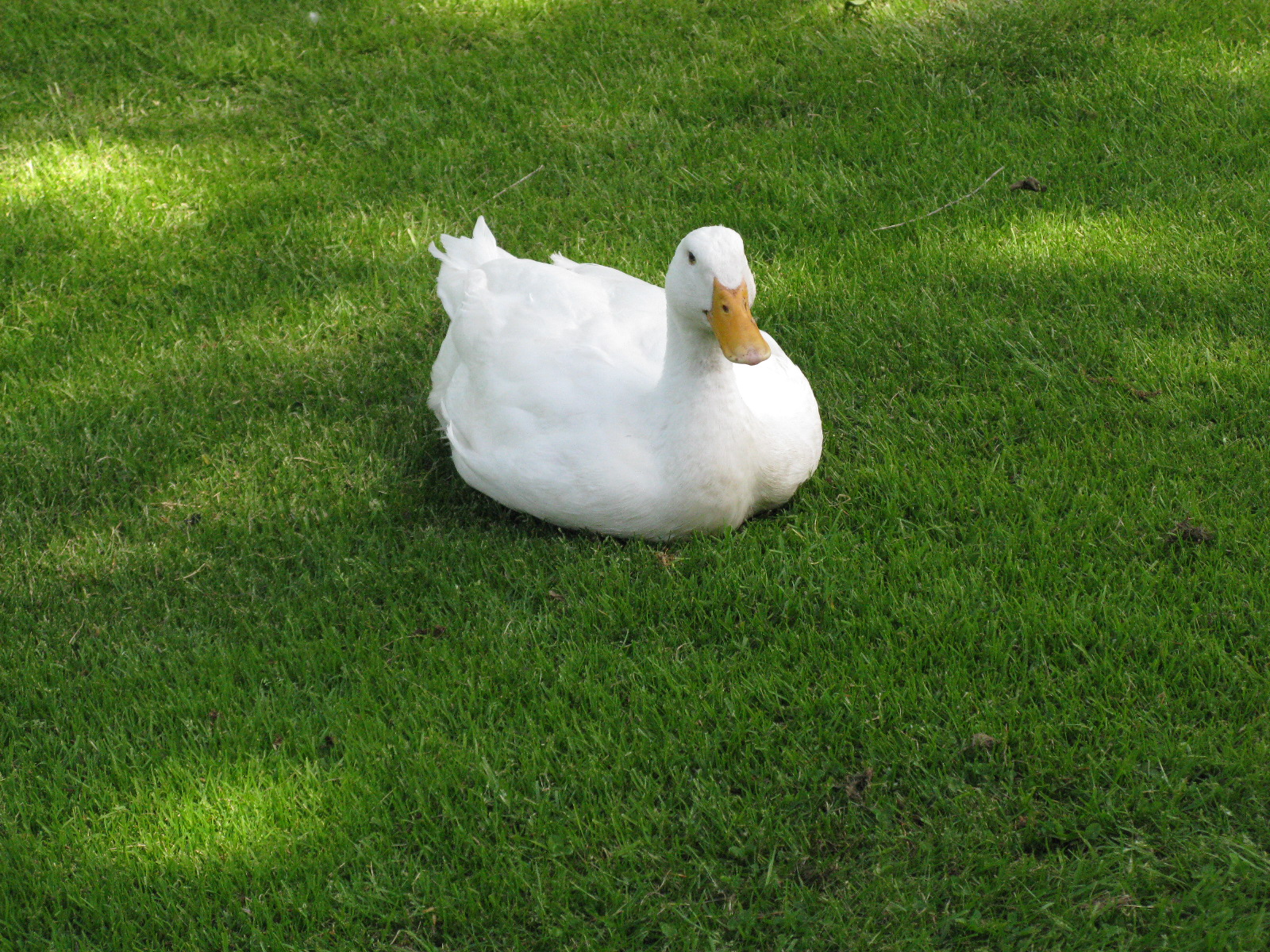 a duck in the grass with its head tilted