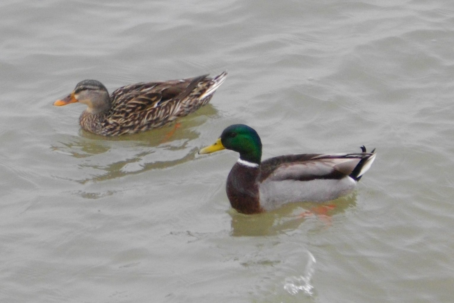 two ducks sitting in the water next to each other