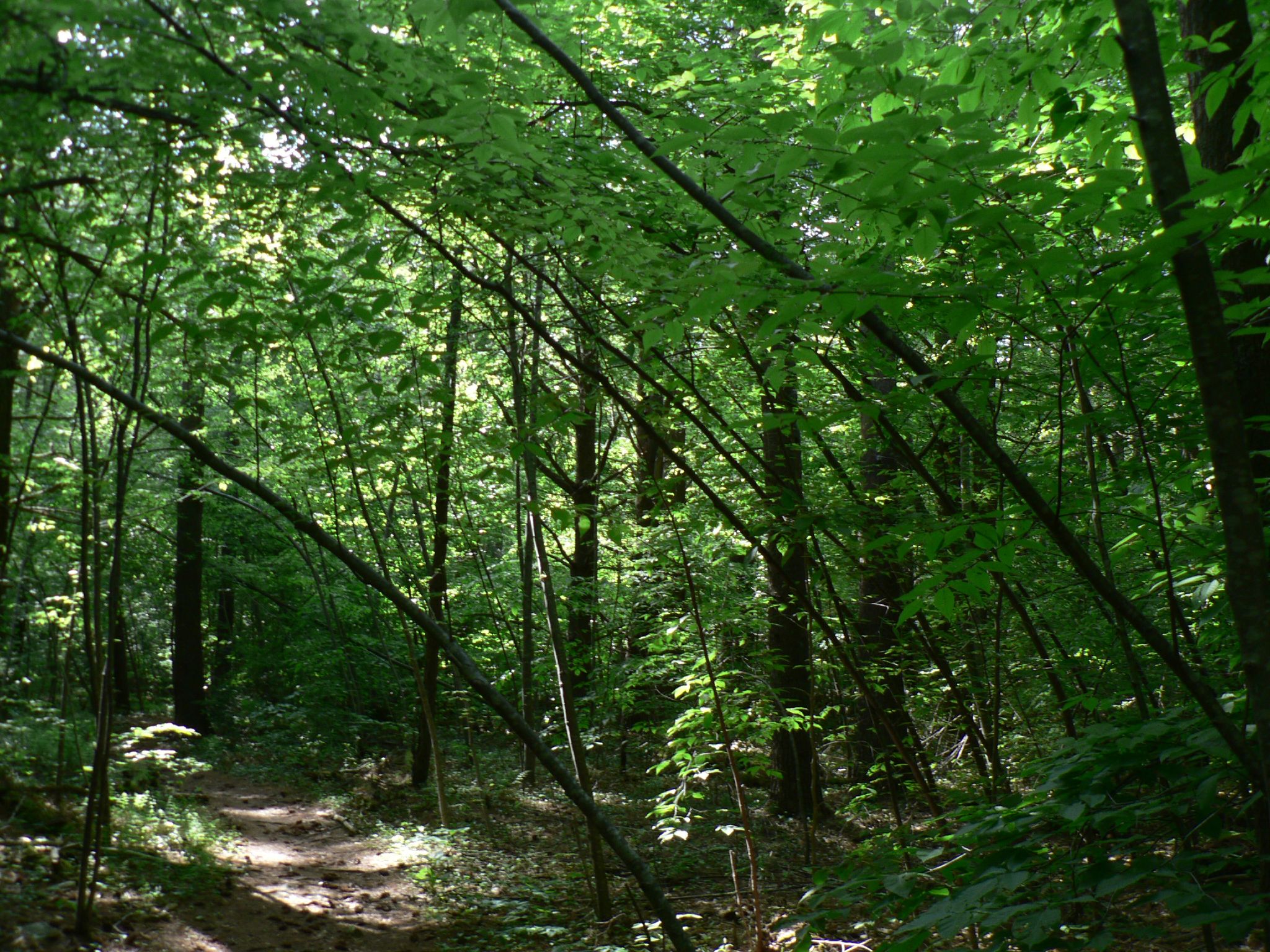 an area of the woods has trees, dirt and grass, and some nches are growing on one side of the trail