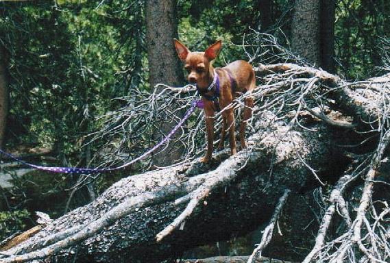 a dog standing on a fallen down tree in the woods